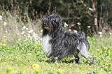 PETIT CHIEN LION 239